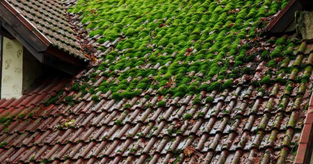 Toiture dégradée par de la mousse verte et feuilles d'arbres.